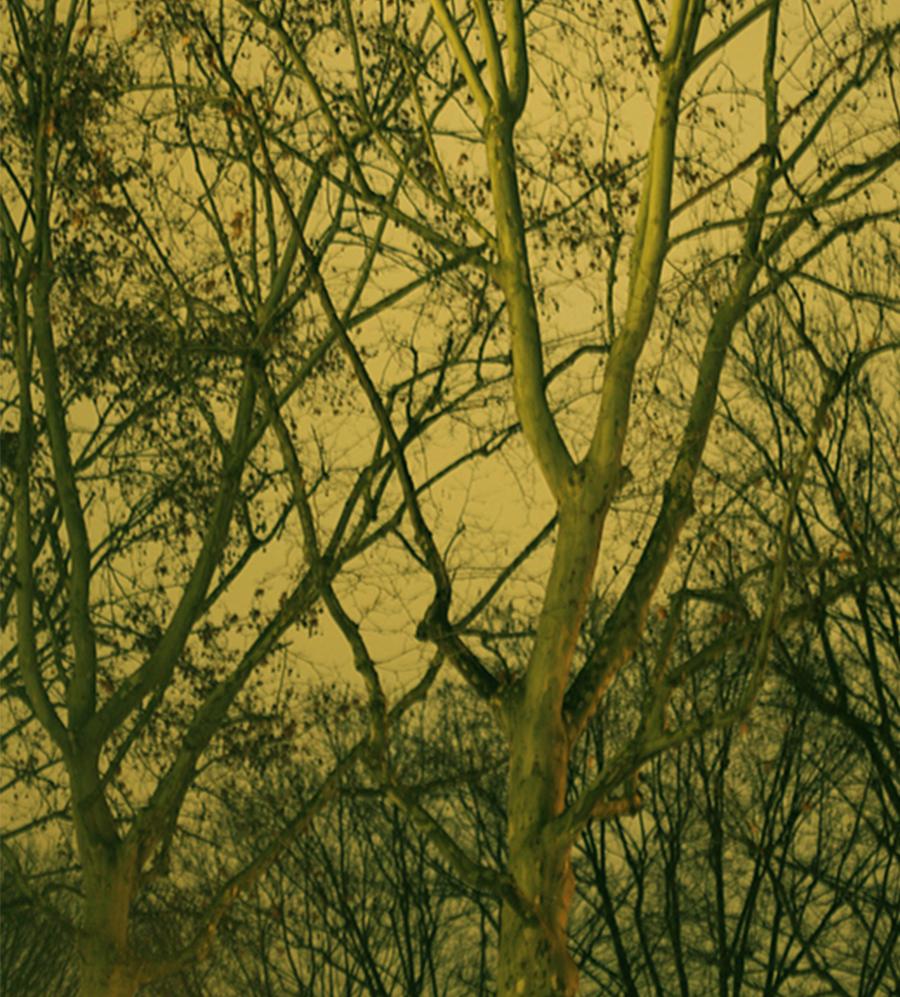 Untitled.20, Serie Paranoia. Landschaft. Farbfotografie in limitierter Auflage  (Braun), Still-Life Photograph, von Salvatore Arnone