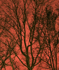 Untitled 21, Paranoia Series, Landscape. Limited Edition Color Photograph