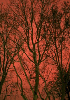 Untitled 21, Paranoia Series, Landscape. Limited Edition Color Photograph