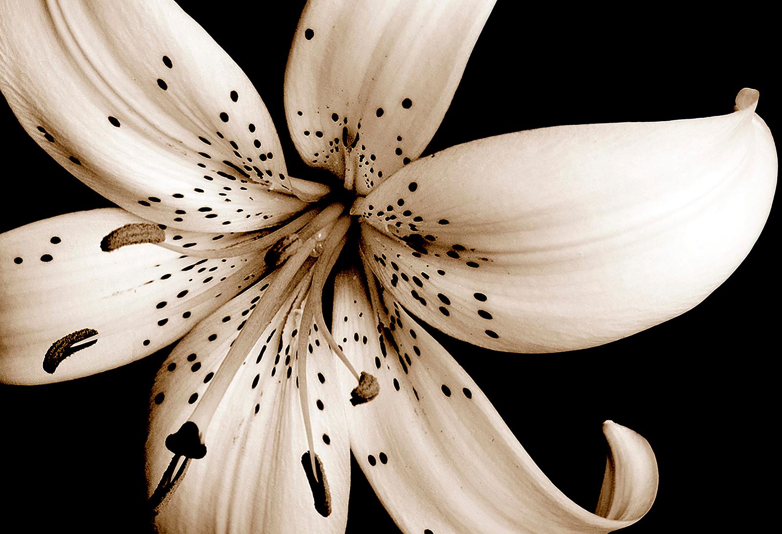 Beauty in Nature - Nature édition limitée Square art print, Floral Contemporary - Photograph de Sam Thomas