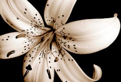 Beauty in Nature - Natur limitierte Auflage Square Kunstdruck, Floral Contemporary