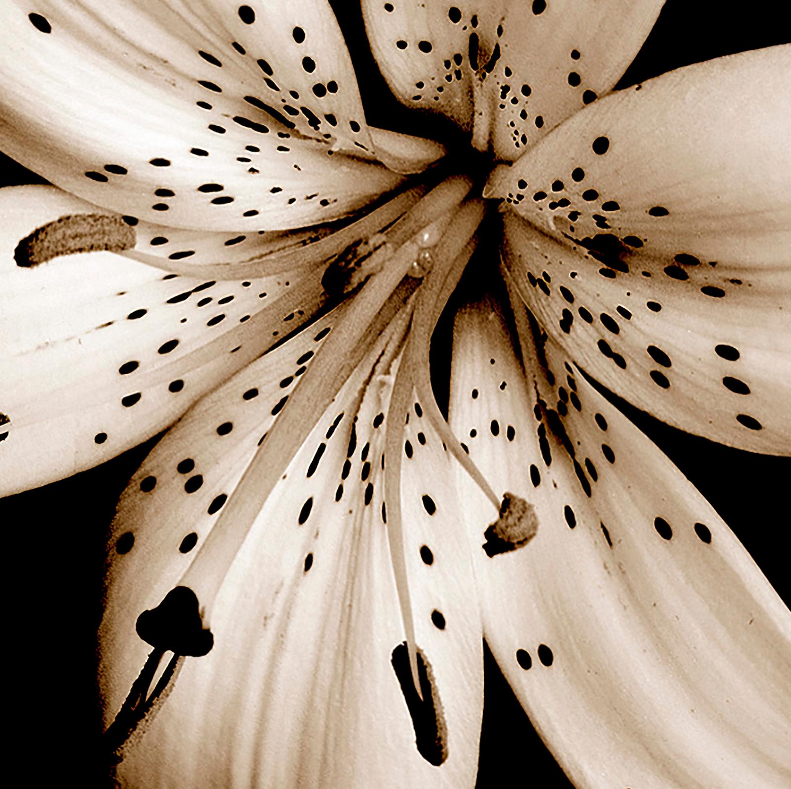 Beauty in Nature - Nature édition limitée Square art print, Floral Contemporary - Contemporain Photograph par Sam Thomas