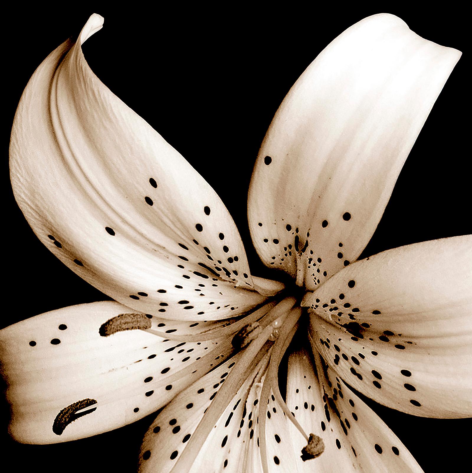 Beauty in Nature - Nature édition limitée Square art print, Floral Contemporary - Noir Color Photograph par Sam Thomas