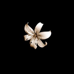 Bellezza nella natura - Stampa quadrata Nature in edizione limitata, Floral Contemporary