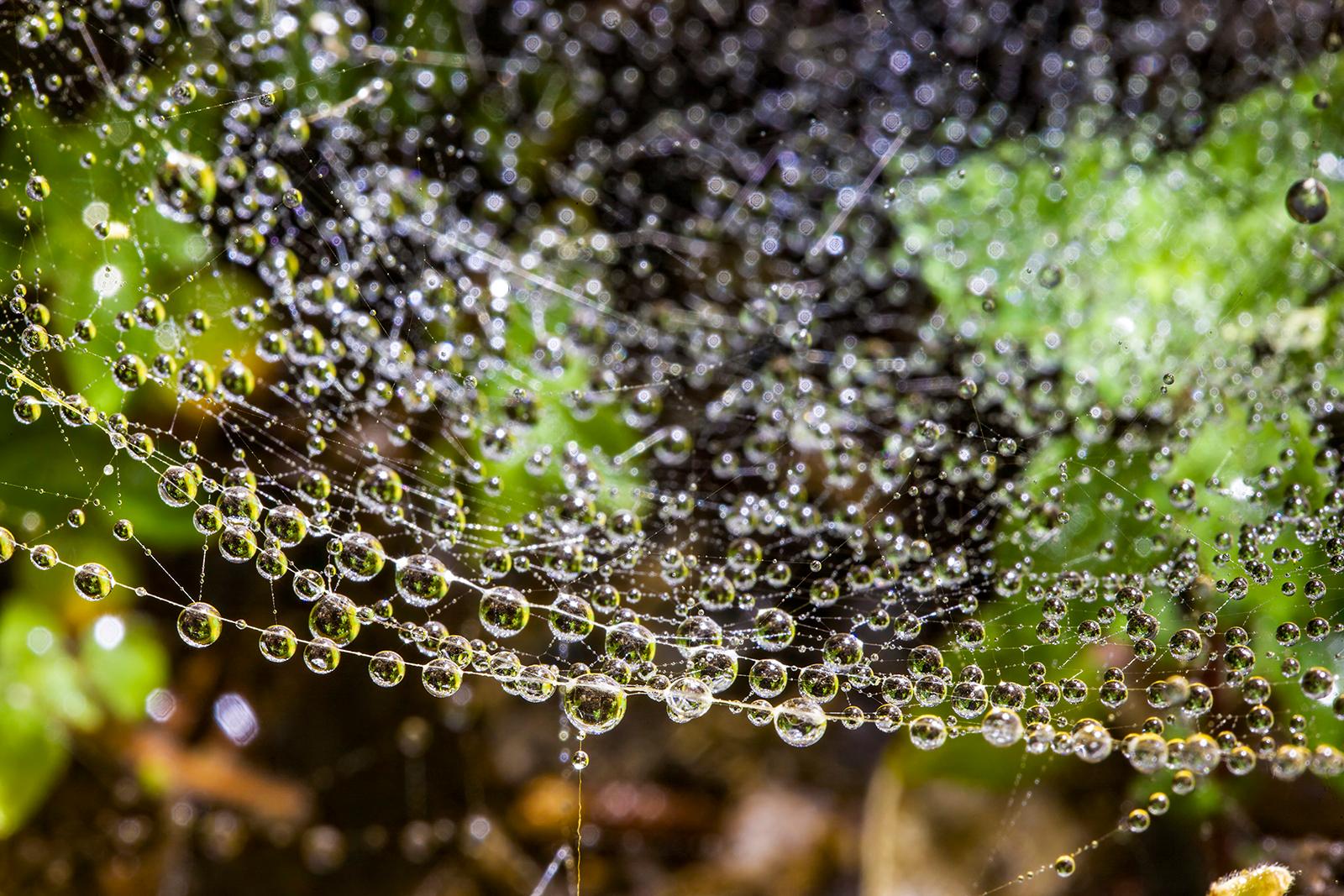 Droplets 1  - Limited edition pigment print  -   Limited Editions of 5
Close-up of dewdrops on a spider's web.
Signed + numbered by artist with certificate of authenticity. 

Archival pigment print available sizes ( Image size , the white margin is