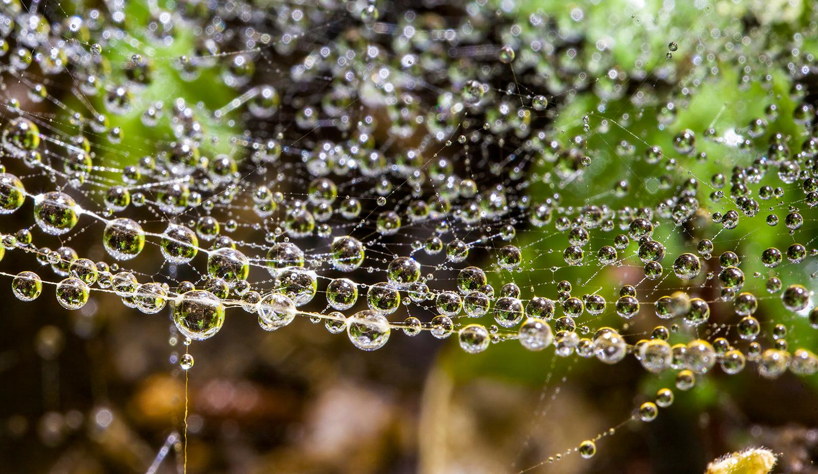 Droplets 1 - Nature limited edition print, Floral green brown, Contemporary - Photograph by Sam Thomas