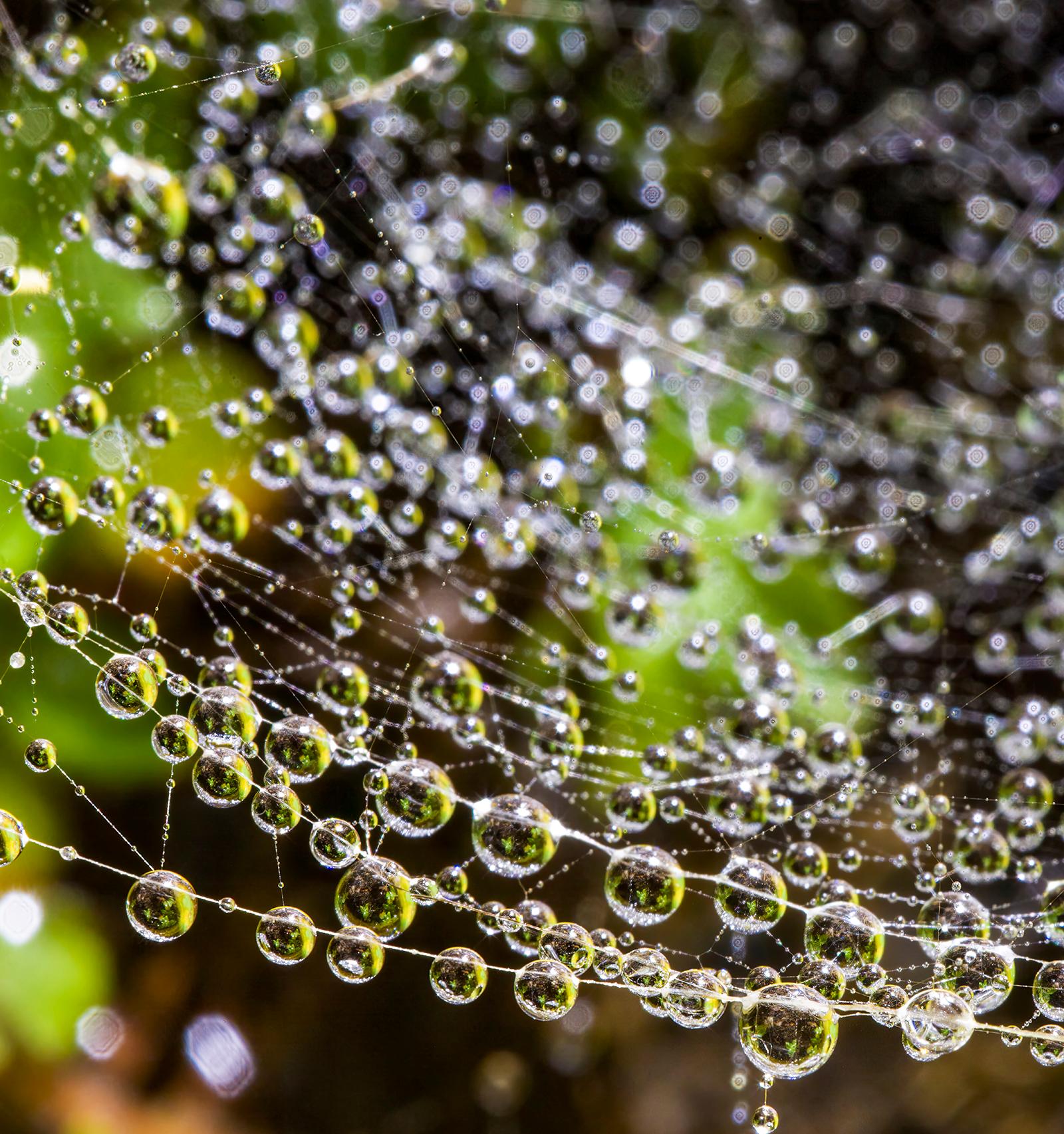 Droplets 1 - Nature limitierte Auflage, Floral grün braun, Contemporary (Zeitgenössisch), Photograph, von Sam Thomas