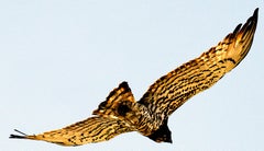 Eagle - Limited edition nature print, Bird in blue sky, Contemporary, Landscape