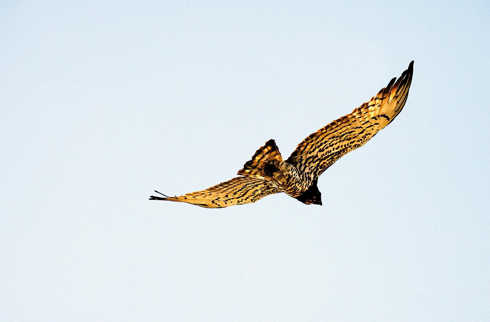 Eagle  - Limited edition pigment print , 2005 -   Limited Editions of 5

A yellow eagle in a blue sky
Signed + numbered by artist with certificate of authenticity. 

Archival pigment print available sizes ( Image size , the white margin is not