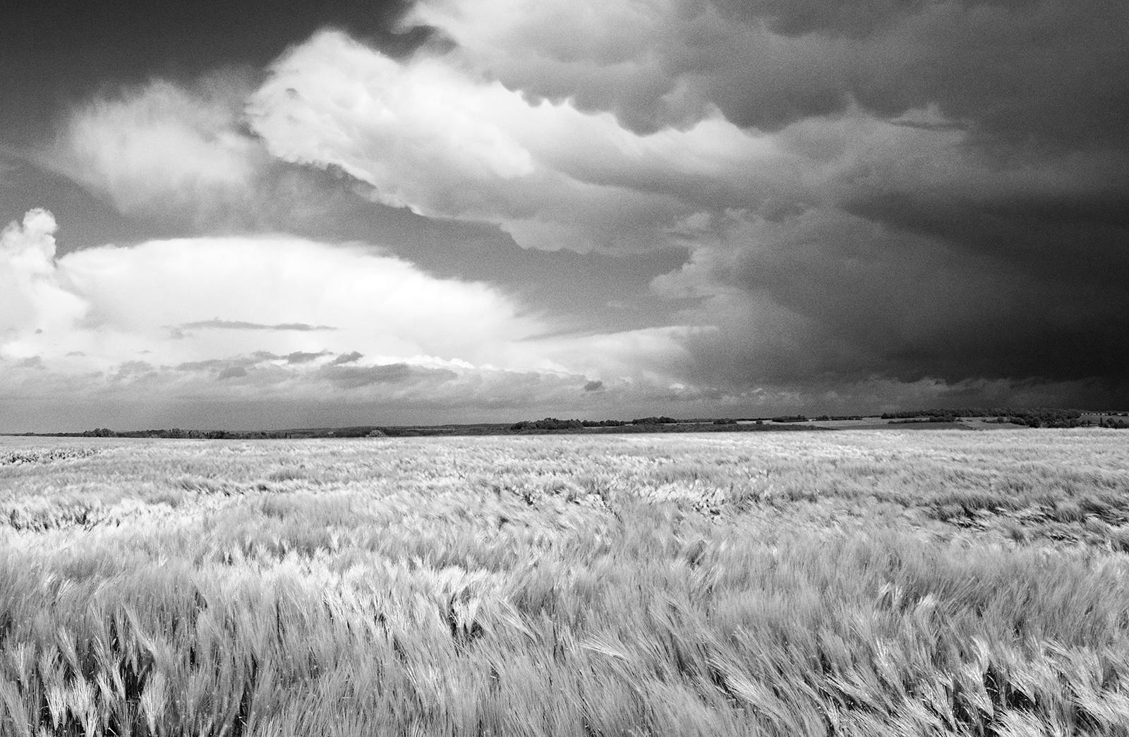 Field- Free shipping- Square photo, Limited edition fine art print, Large scale - Gray Black and White Photograph by Sam Thomas