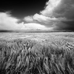 Field- Free shipping- Square photo, Limited edition fine art print, Large scale