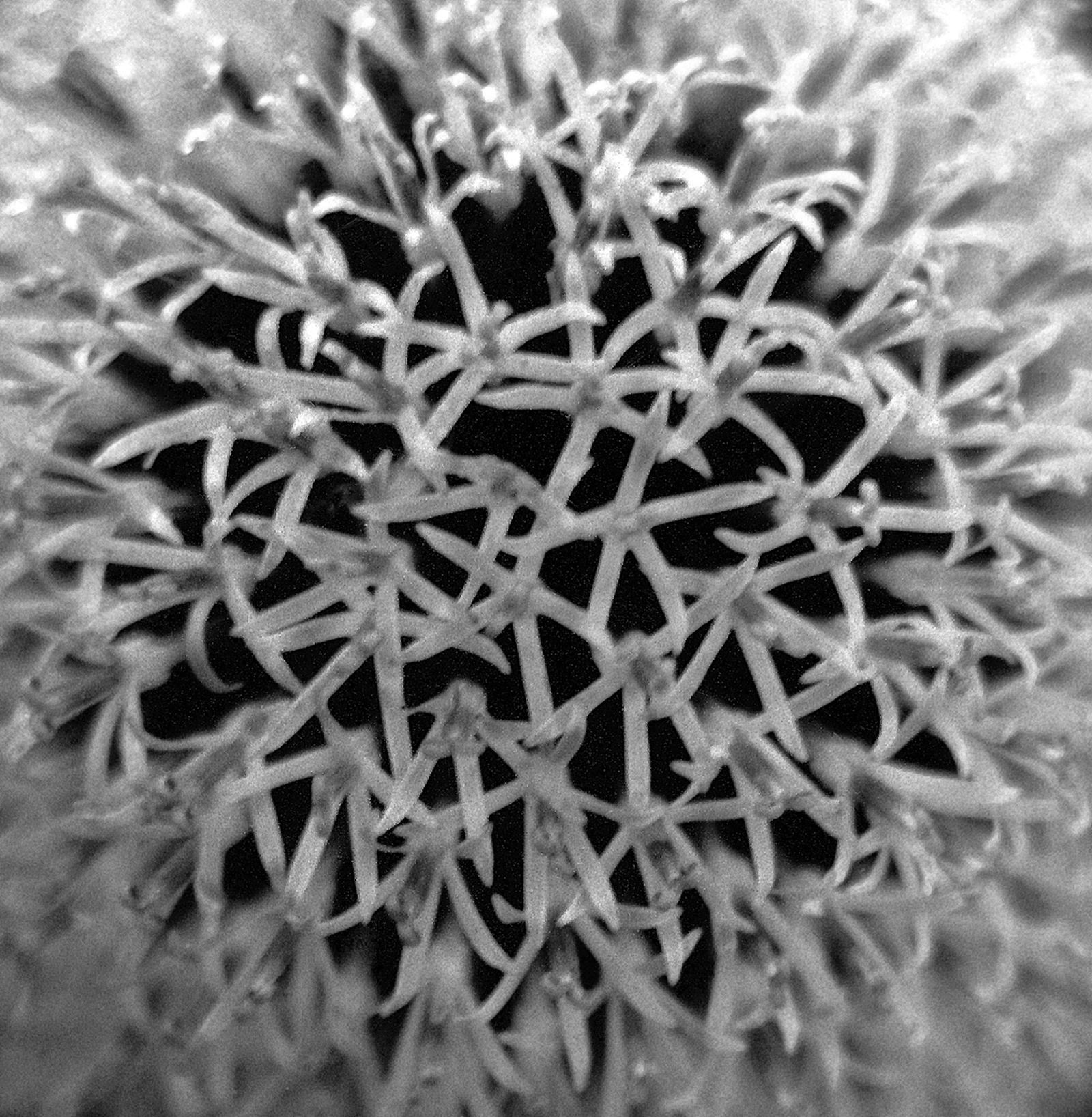 Flower 1 - Round black white , Limited edition close-up, botanical Contemporary - Photograph by Sam Thomas