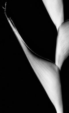 Cactus - Nature, Limited fine art edition print, Floral, Contemporary, Black
