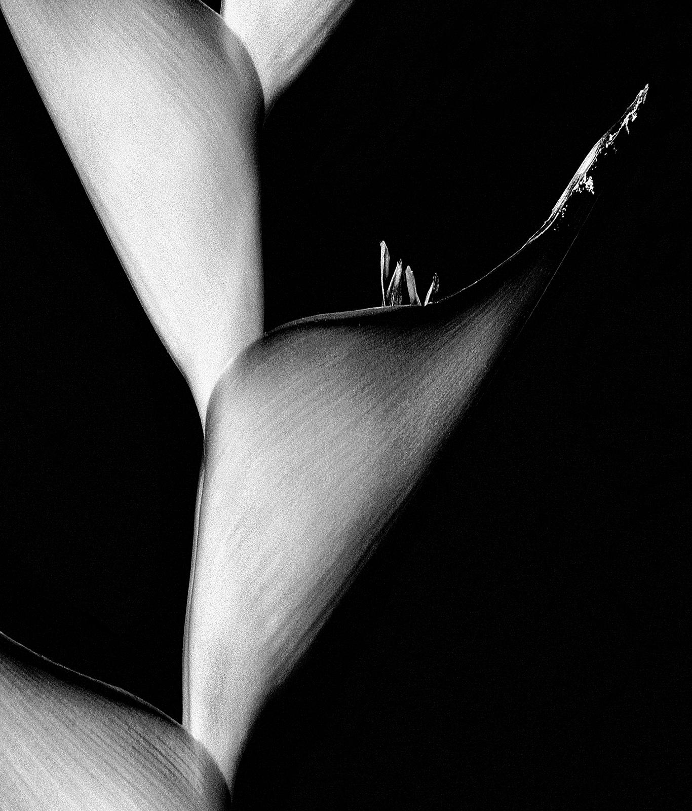Impression en édition limitée Nature, Floral, Contemporary, Black  - Cactus - Contemporain Photograph par Sam Thomas