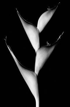 Impresión naturaleza edición limitada, Floral, Contemporáneo, Negro  - Cactus