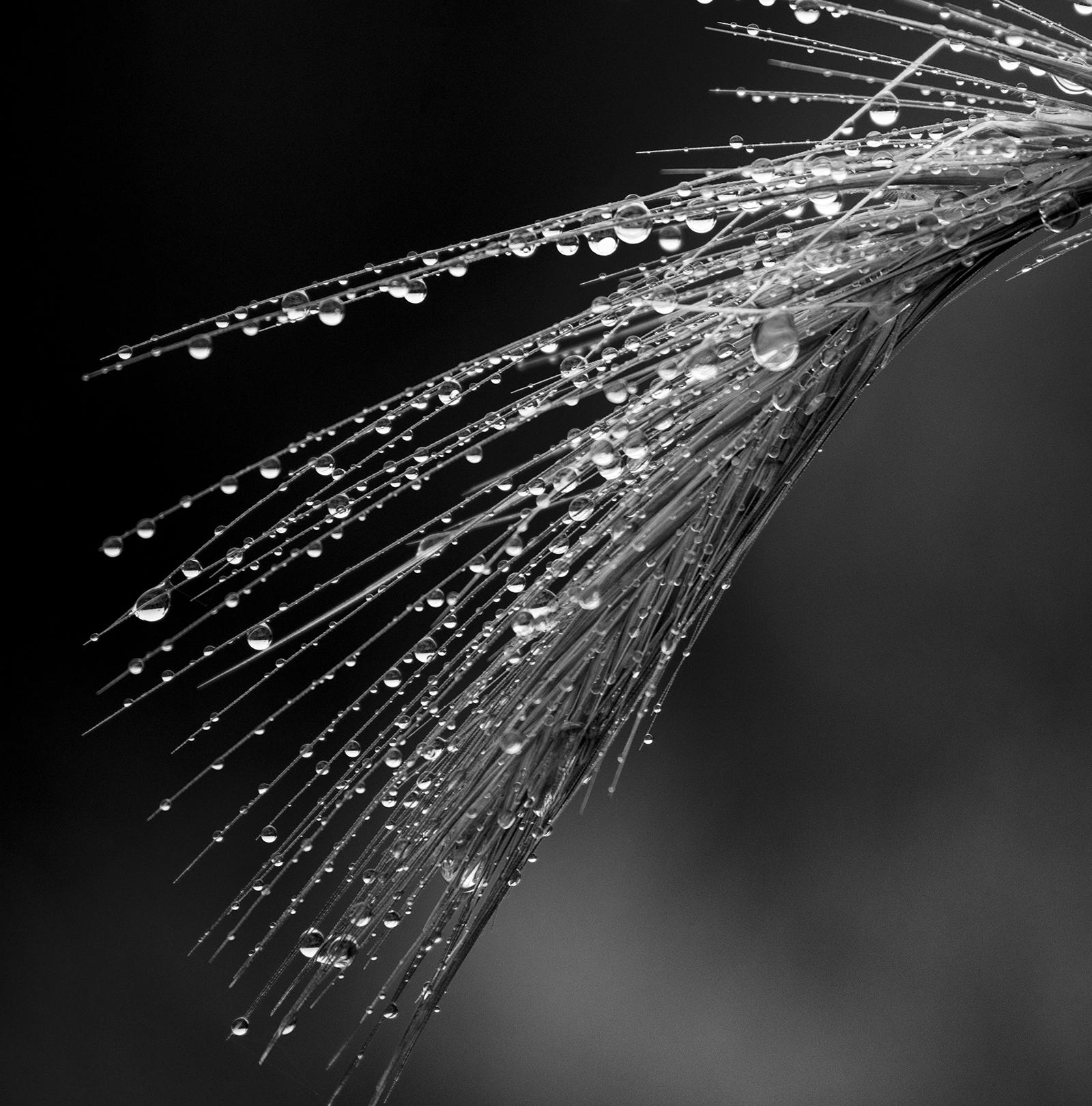 Gras - Nature limitierte Auflage Kunstdruck, Floral, Contemporary, Schwarz – Photograph von Sam Thomas