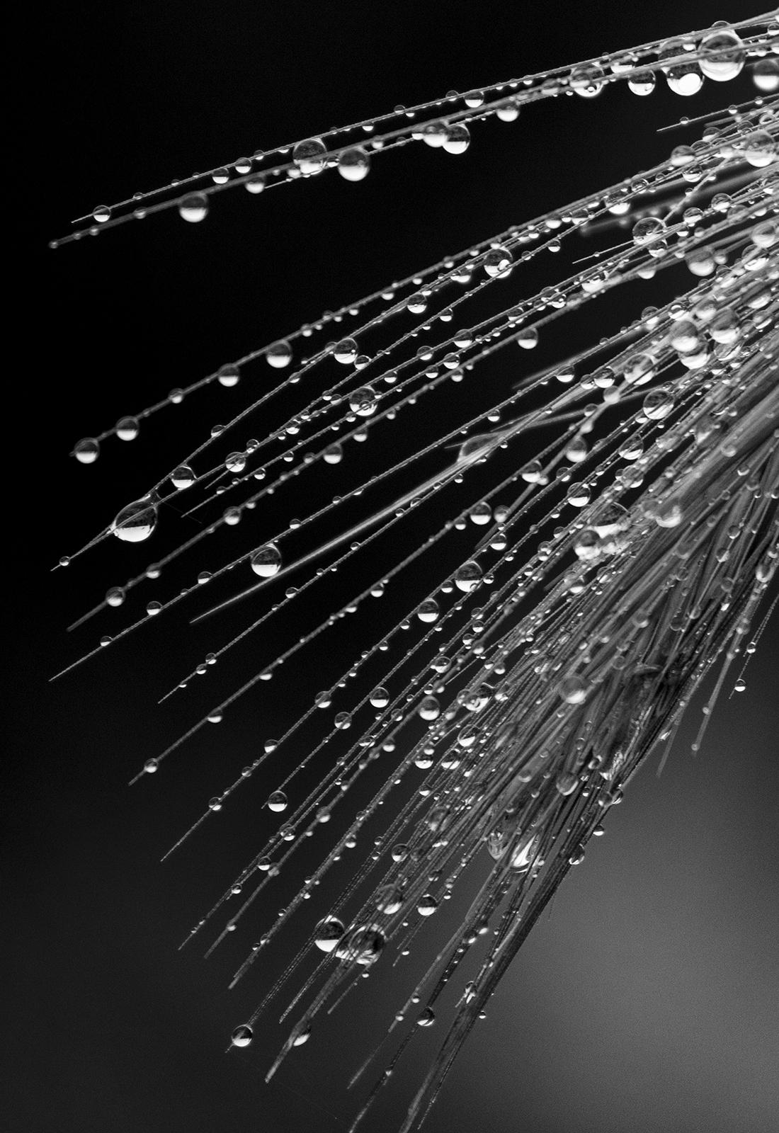 Nature limitierte Auflage, Floral, Contemporary, Schwarz - Gras (Zeitgenössisch), Photograph, von Sam Thomas