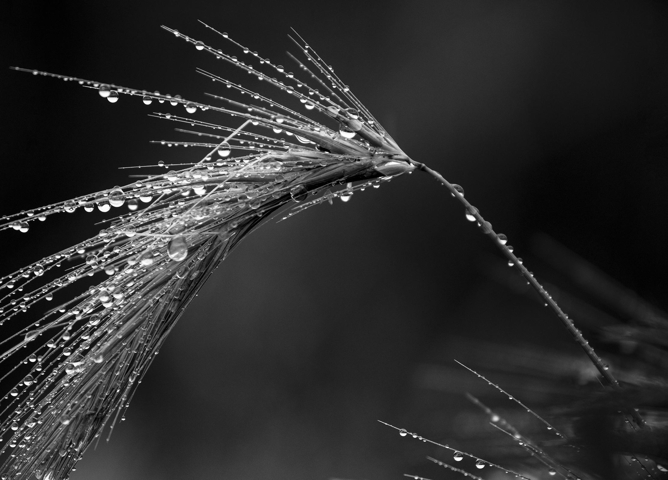 Gras - Pigmentdruck in limitierter Auflage  -   Limitierte Auflage von 5 Exemplaren
Detail von Wildgras mit Tau, fotografiert bei Sonnenaufgang.
Signiert + nummeriert vom Künstler mit Echtheitszertifikat. 

Archivpigmentdruck in verschiedenen Größen