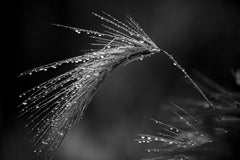 Nature limitierte Auflage, Floral, Contemporary, Schwarz - Gras