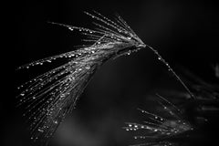 Nature limitierte Auflage, Floral, Contemporary, Schwarz - Gras