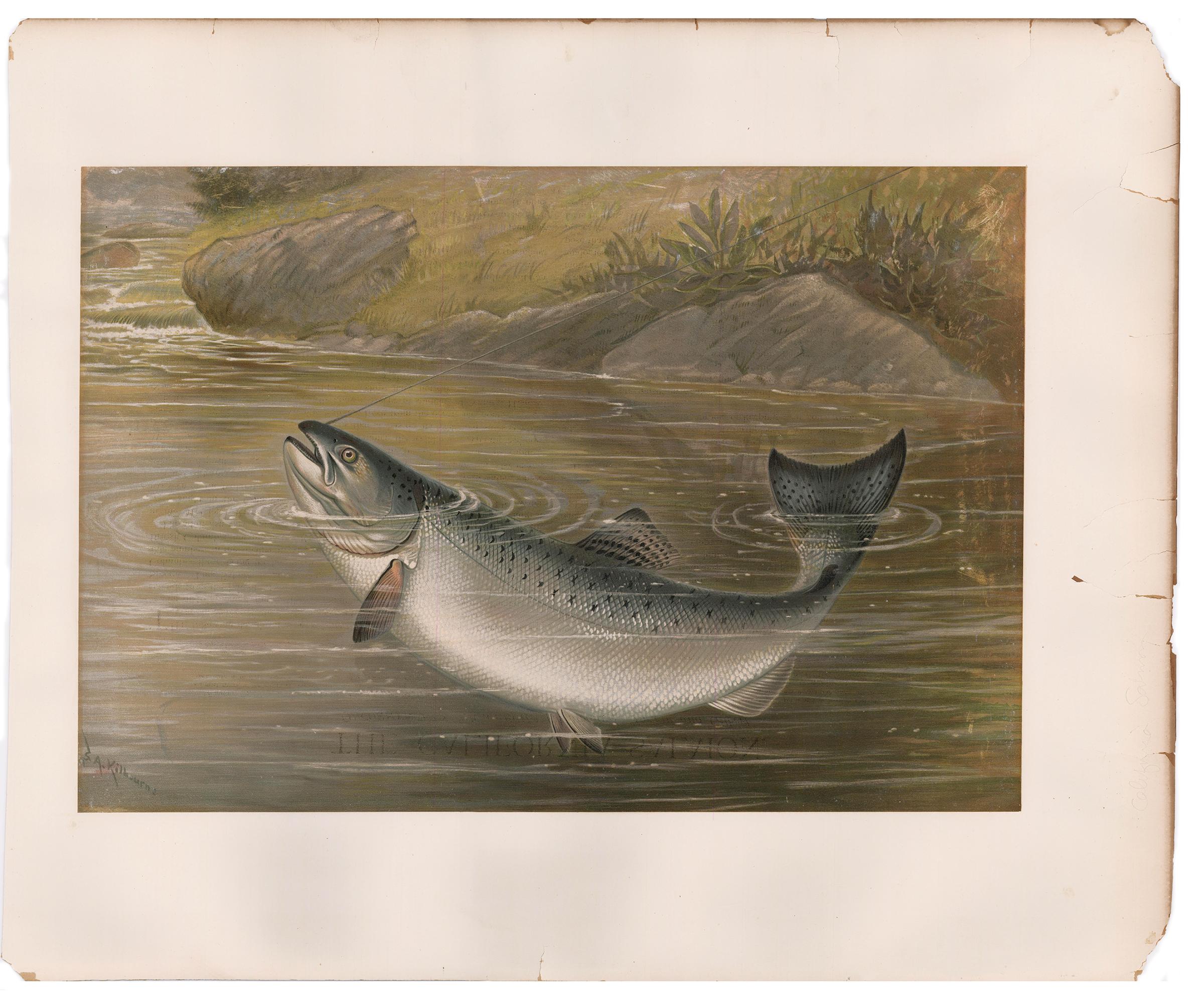 California Salmon. - Print by Samuel A. Kilbourne