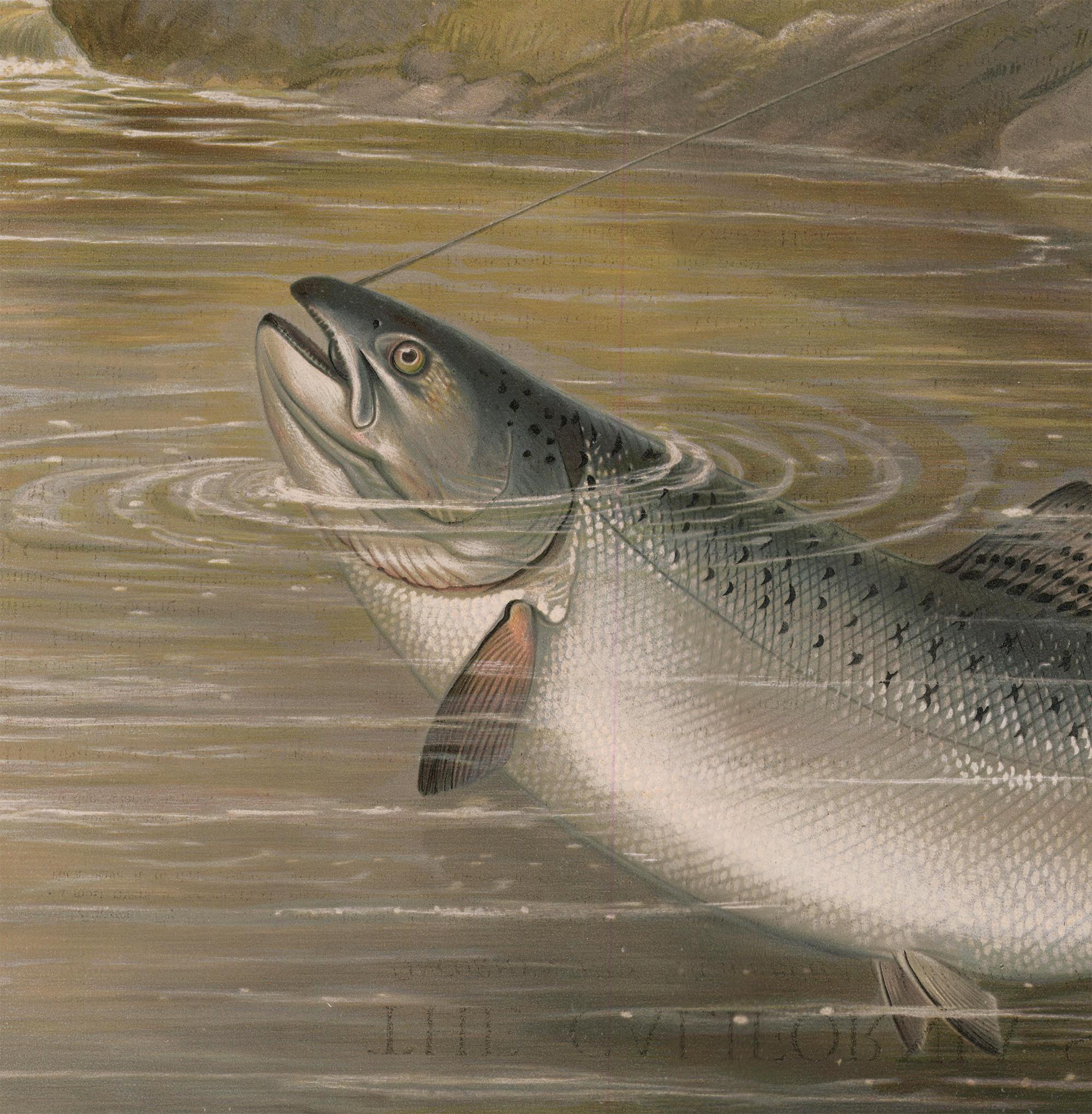 Salmone della California. - Animal Print Marrone di Samuel A. Kilbourne