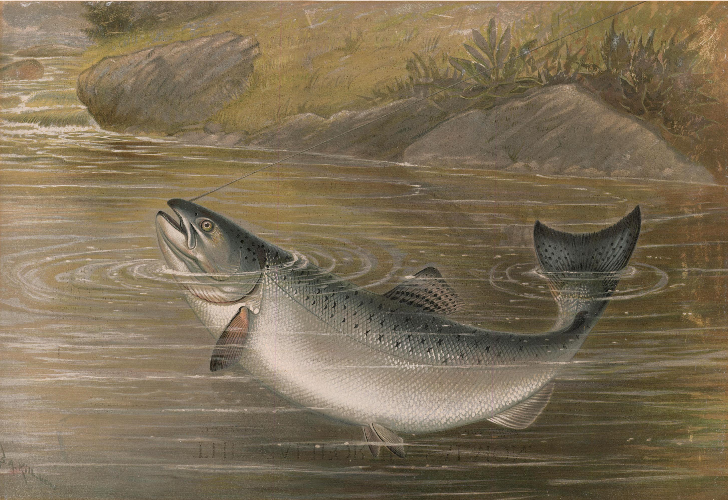 Samuel A. Kilbourne Animal Print - California Salmon.