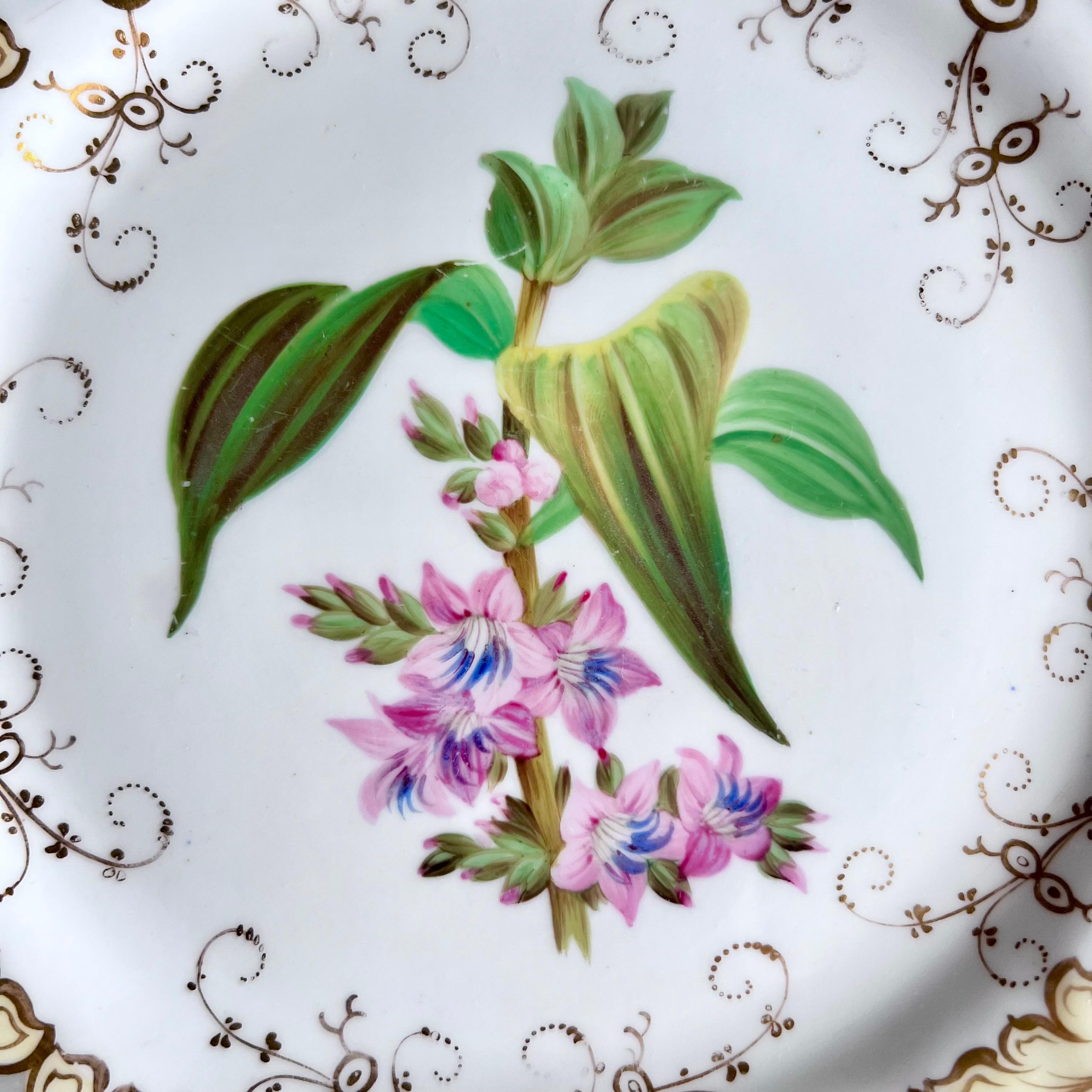 Plato Samuel Alcock, borde de acanto gris y beige, flor rosa, ca 1835 Inglés en venta