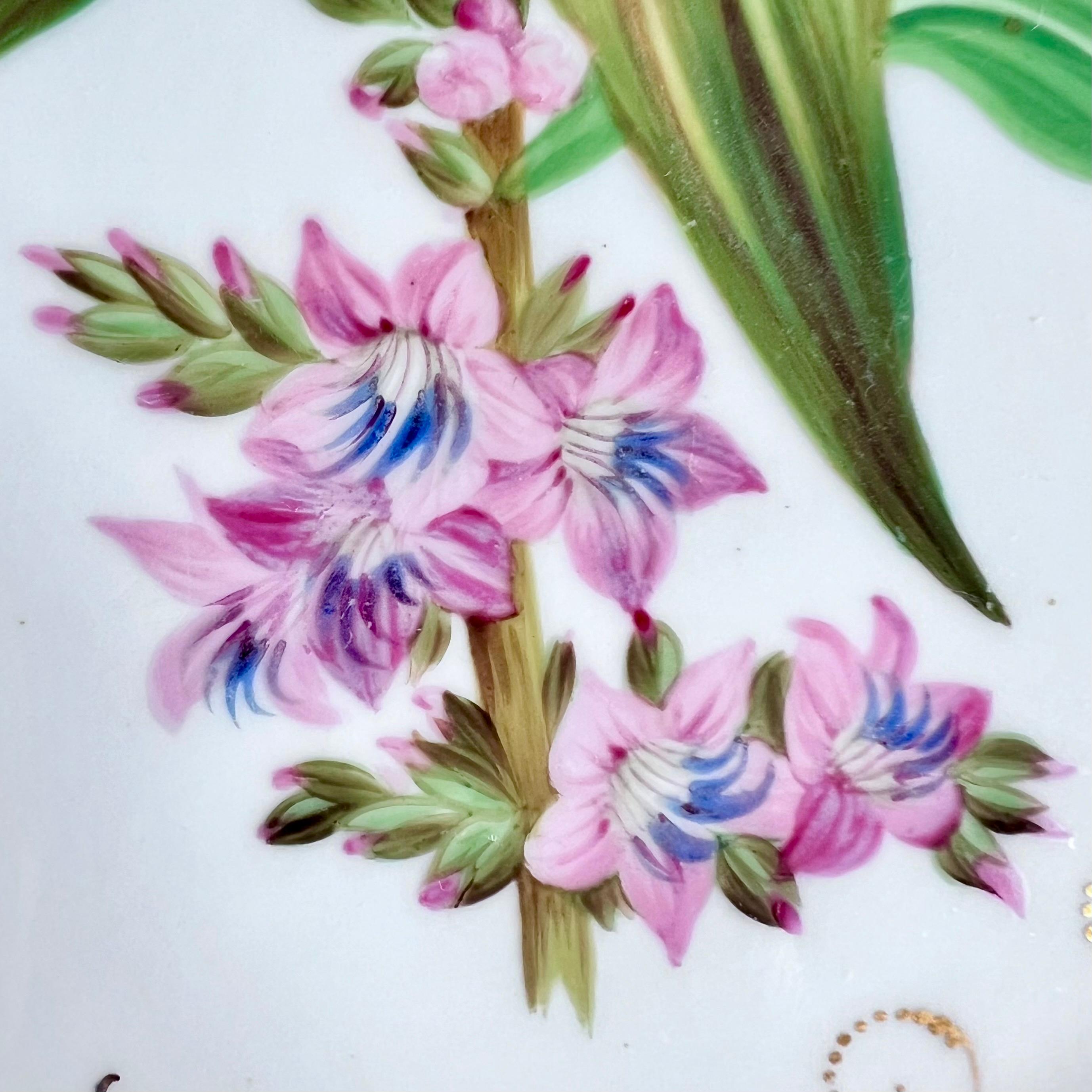 Plato Samuel Alcock, borde de acanto gris y beige, flor rosa, ca 1835 en Bueno estado para la venta en London, GB