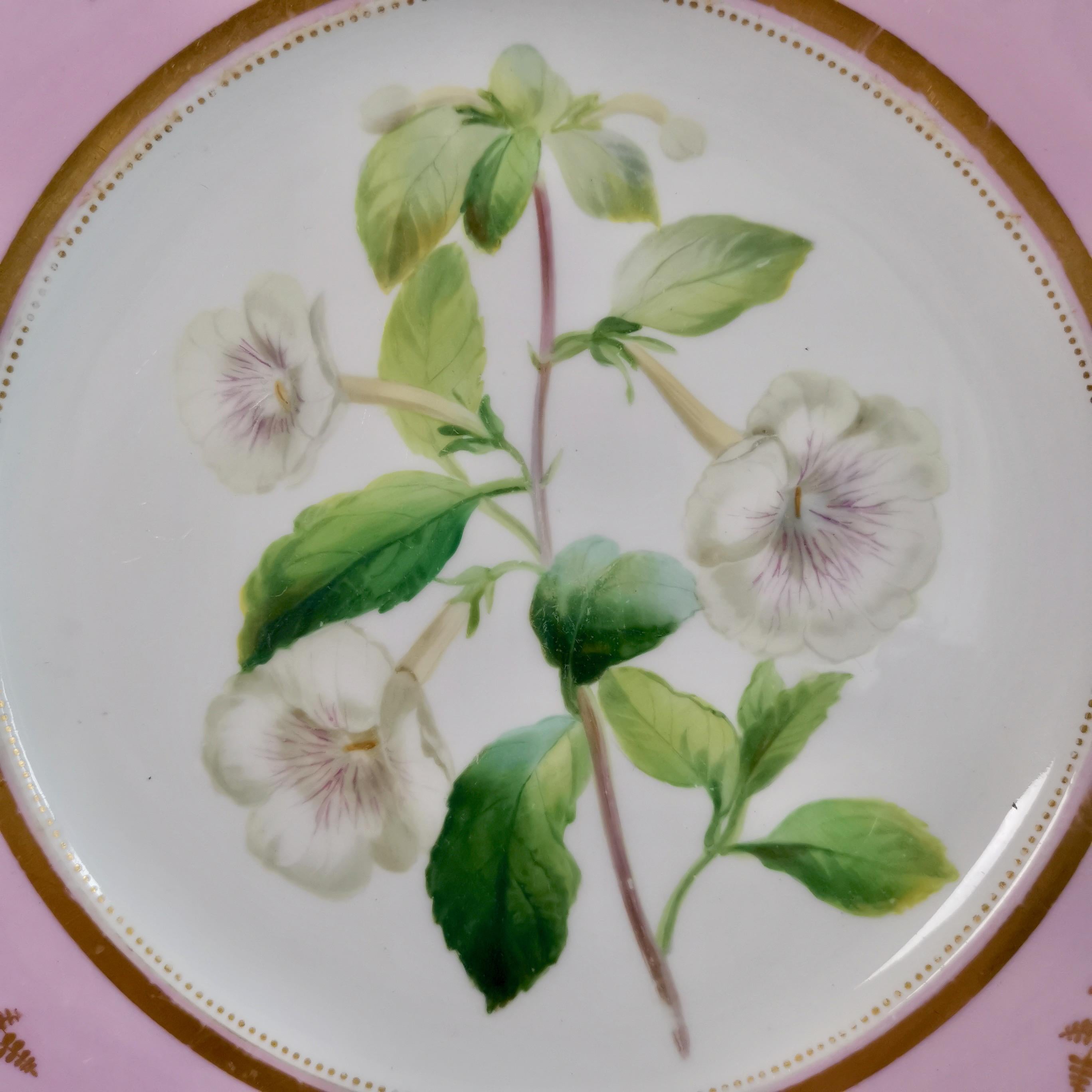 Victorian Samuel Alcock Porcelain Plate, Pink with White Achimenes, circa 1852 '1'