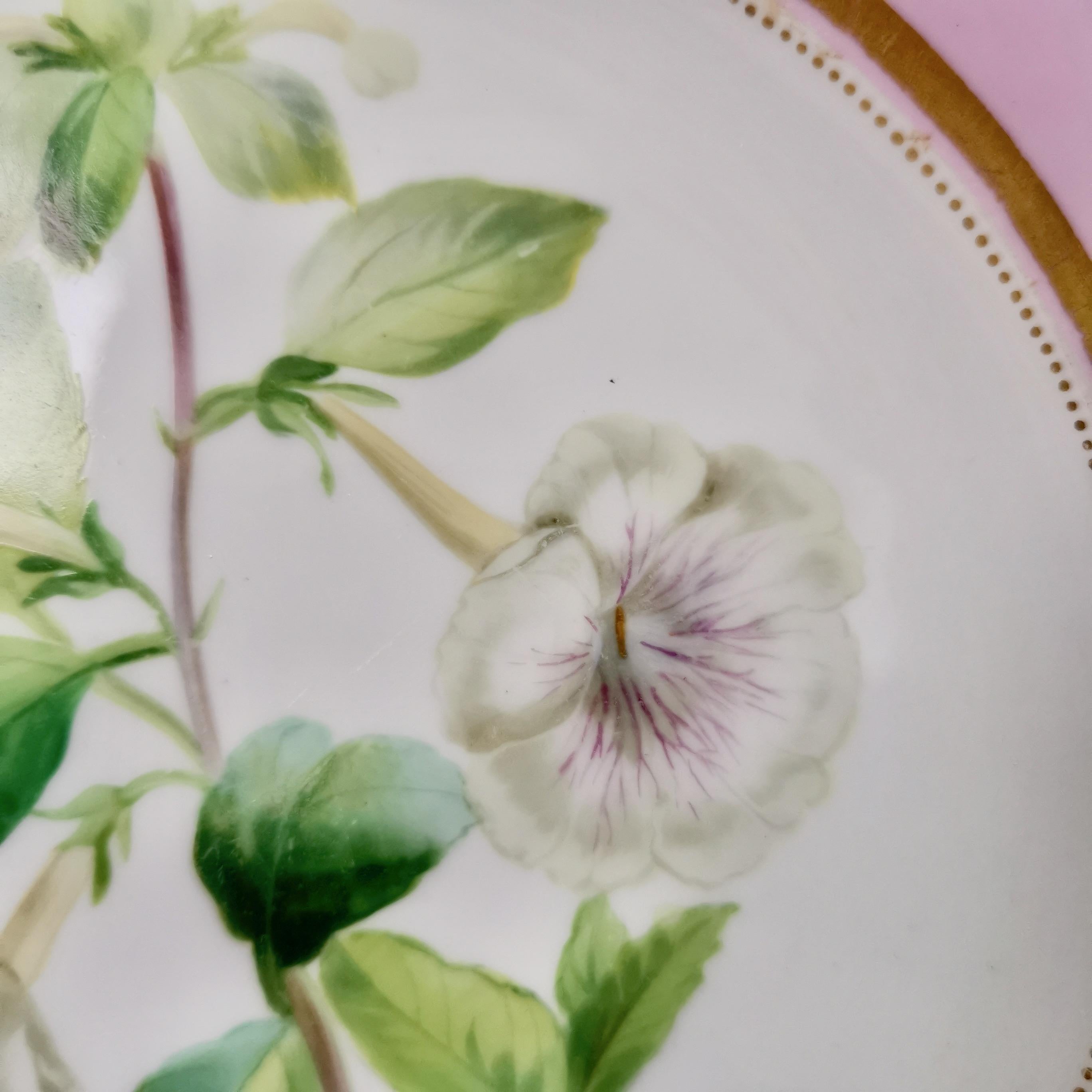 Mid-19th Century Samuel Alcock Porcelain Plate, Pink with White Achimenes, circa 1852 '1'