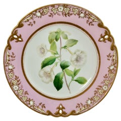 Samuel Alcock Porcelain Plate, Pink with White Achimenes, circa 1852 '1'