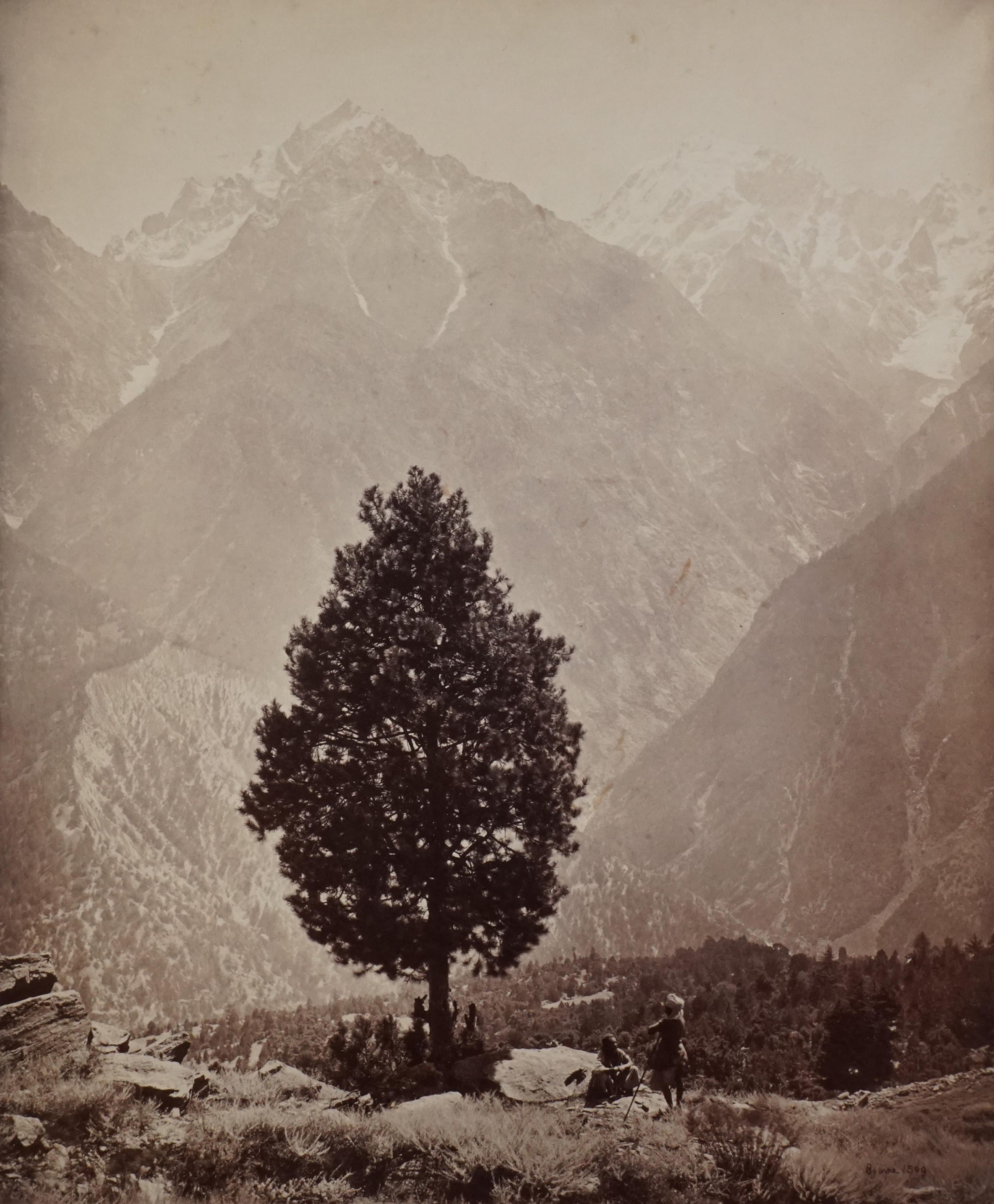 Samuel Bourne Black and White Photograph - Specimen of the Edible Pine, Chini District, 1509, 1866