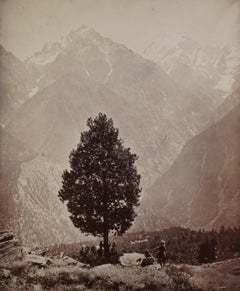 Specimen of the Edible Pine, Chini District, 1509, 1866