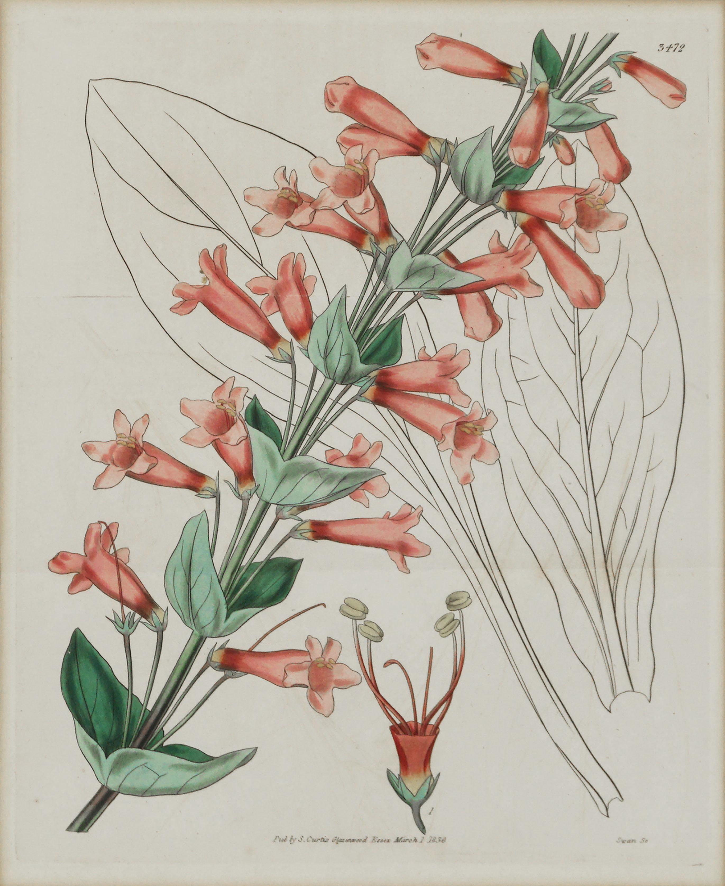 Antique Pentstemon Murrayanus Hand-colored Botanical - Print by Samuel Curtis