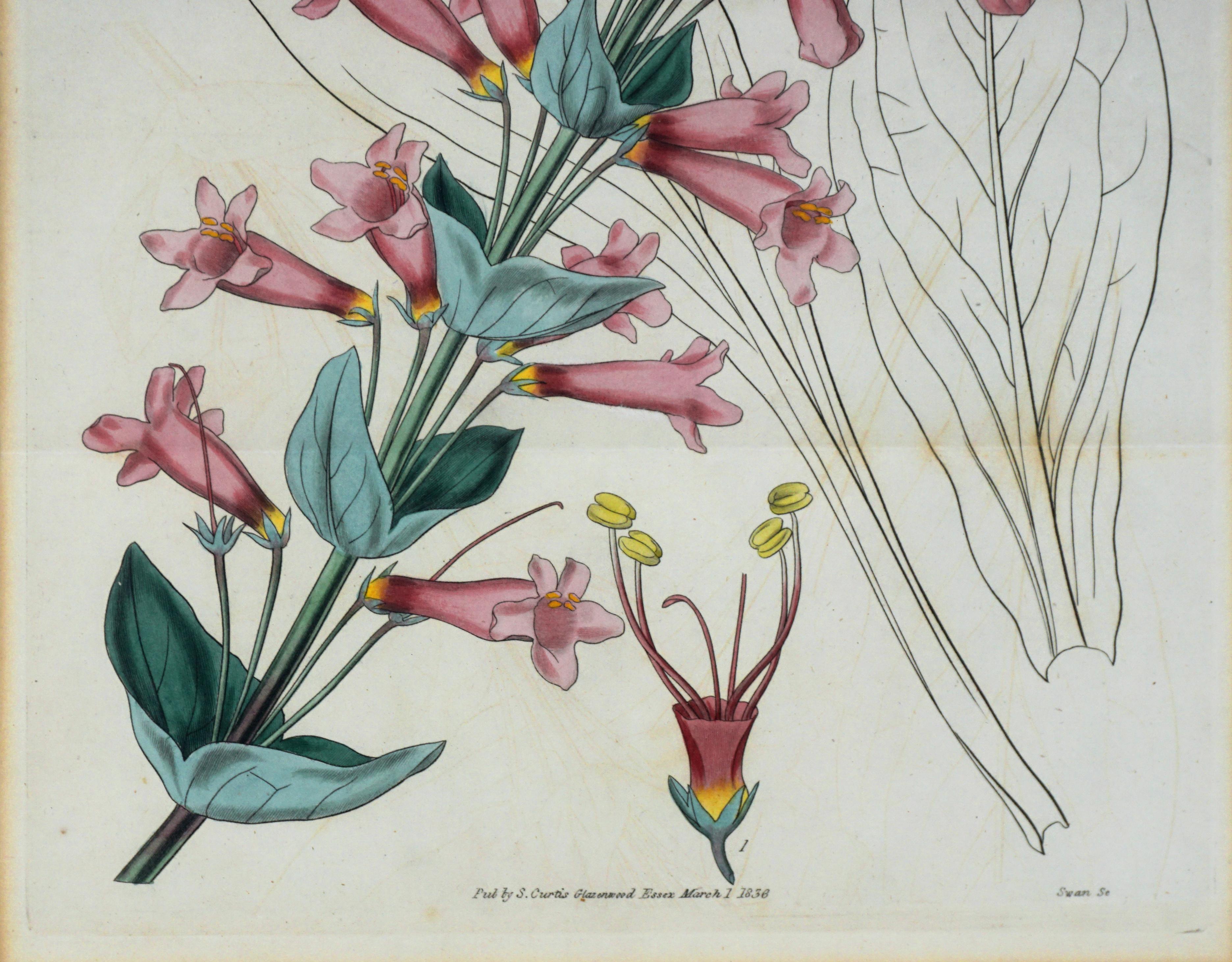 Antique Pentstemon Murrayanus Hand-colored Botanical - Realist Print by Samuel Curtis