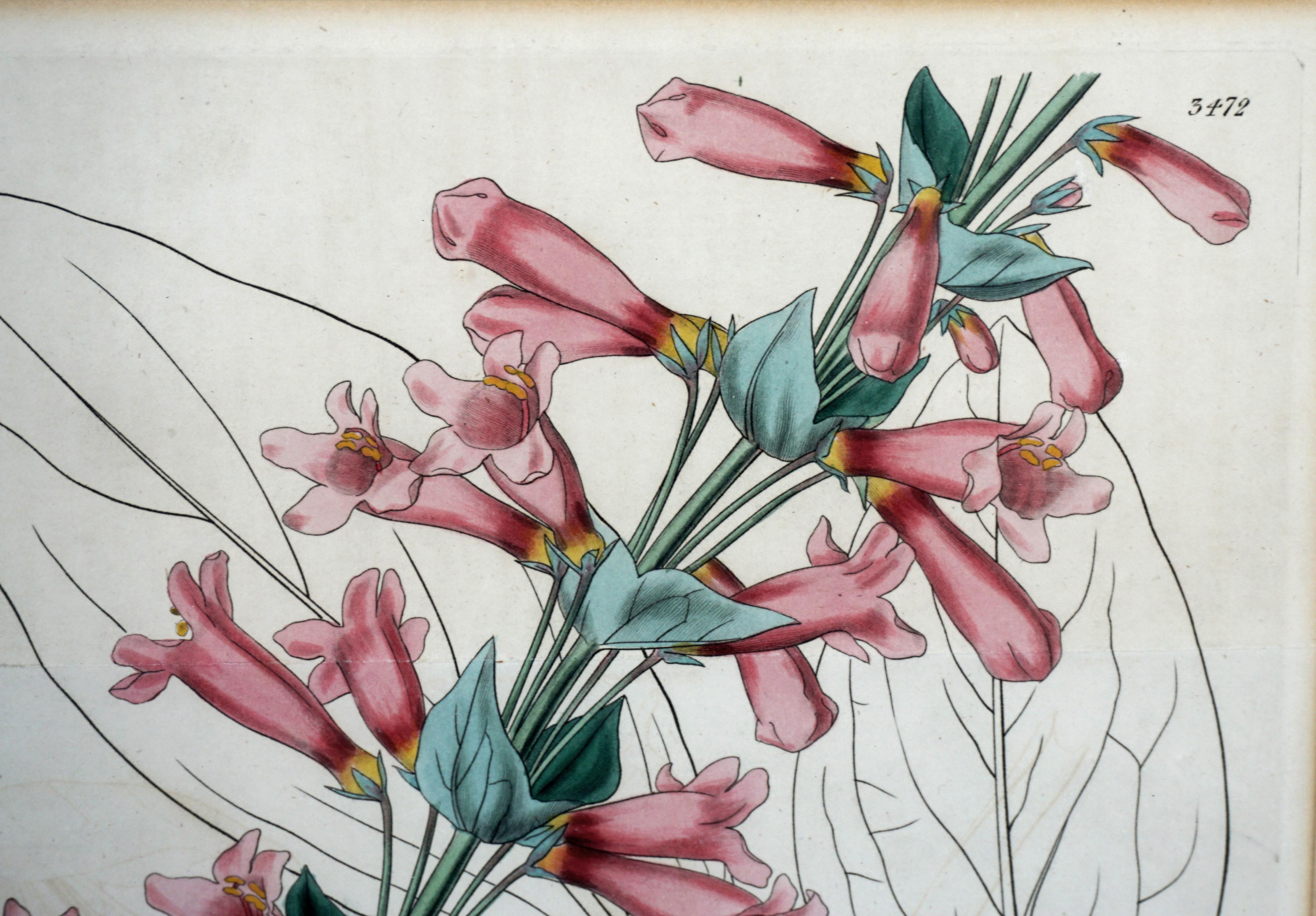 Antique Pentstemon Murrayanus Hand-colored Botanical - Beige Still-Life Print by Samuel Curtis