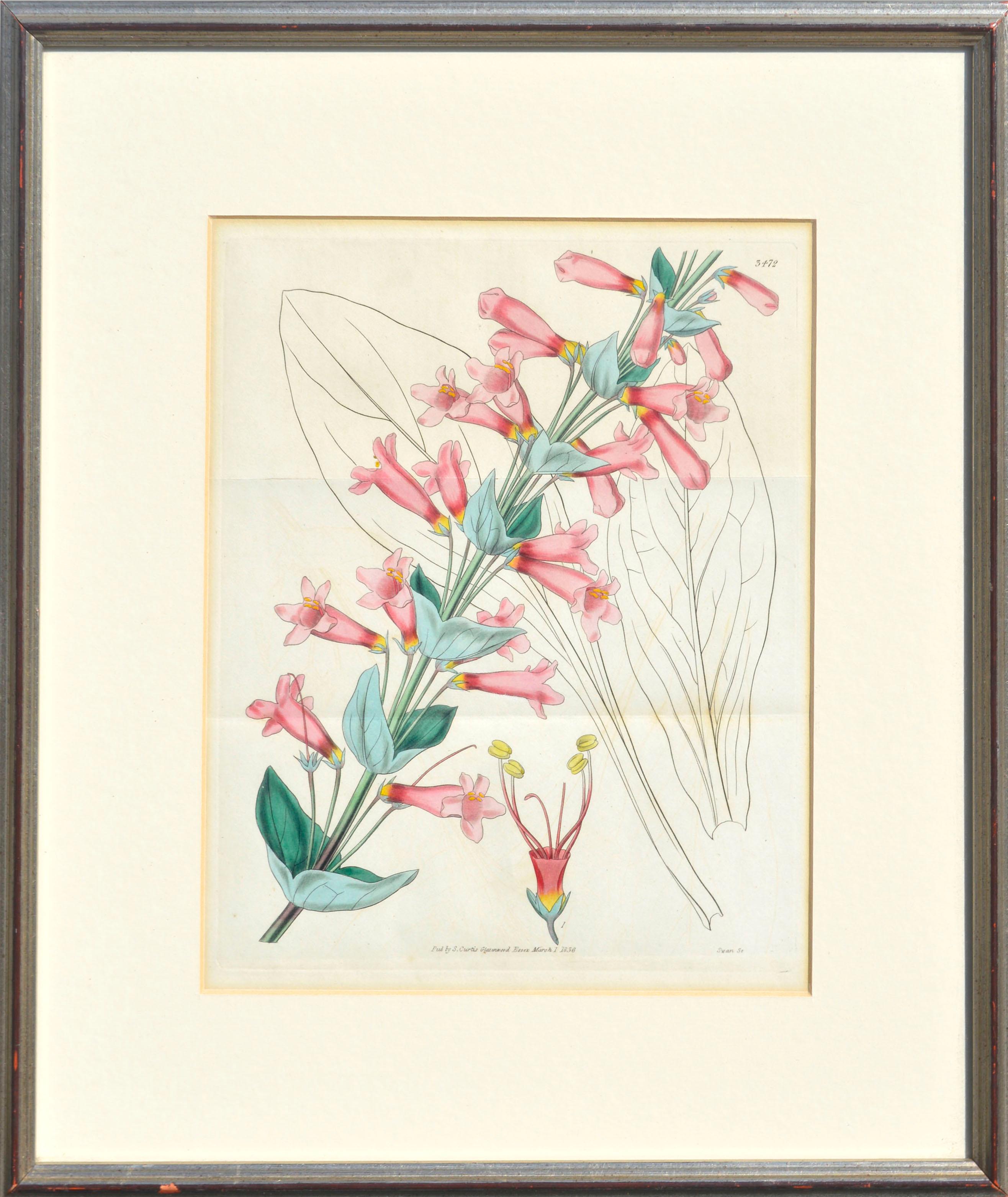 Samuel Curtis Still-Life Print - Antique Pentstemon Murrayanus Hand-colored Botanical