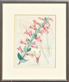 Antique Pentstemon Murrayanus Hand-colored Botanical