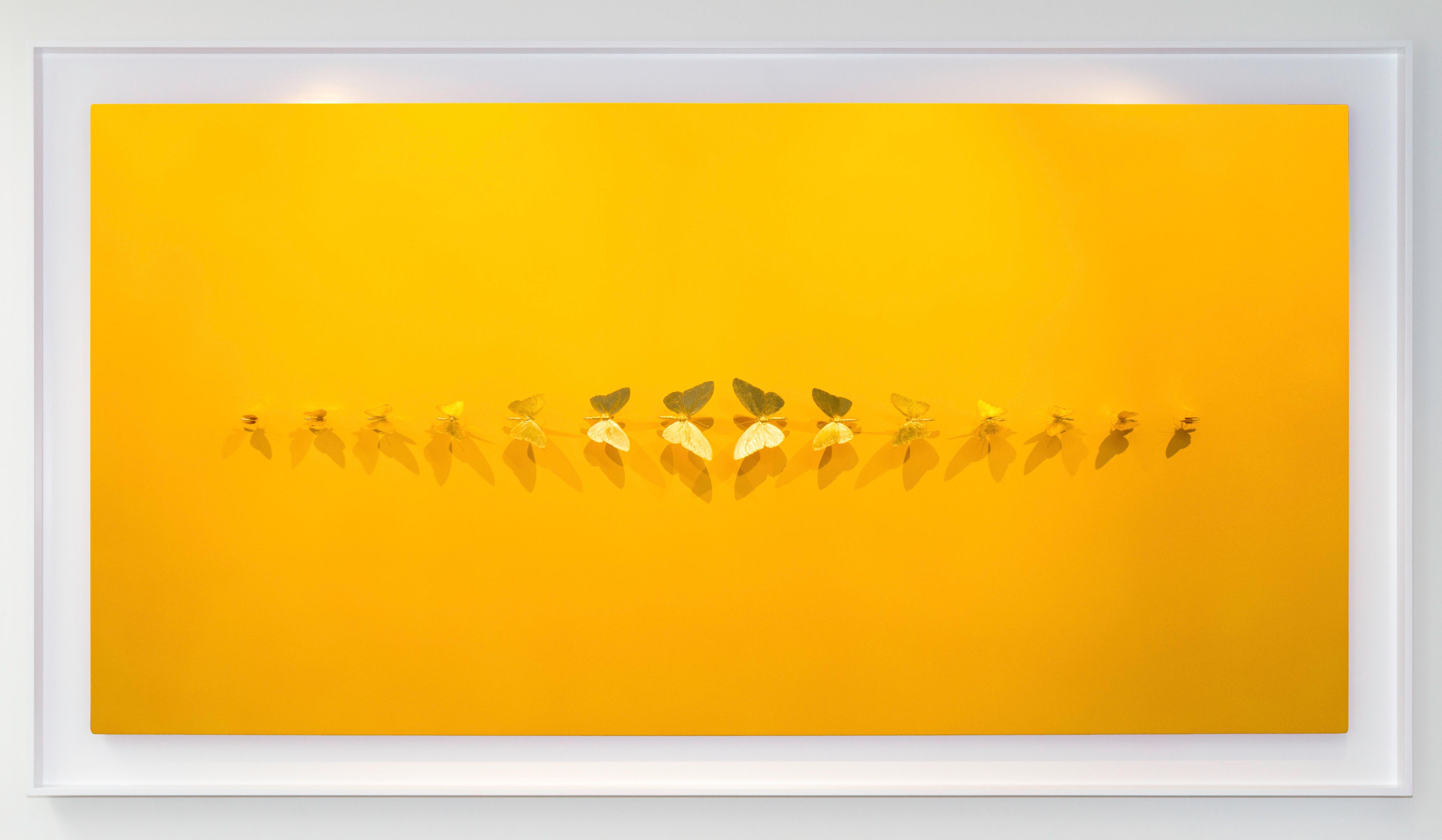 Samuel Dejong Figurative Painting - Metamorphosis Yellow - 21st Century, Contemporary Figurative, Golden Butterflies