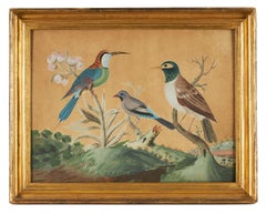 18th Century Samuel Dixon Gouache from 'Foreign and Domestick Birds'