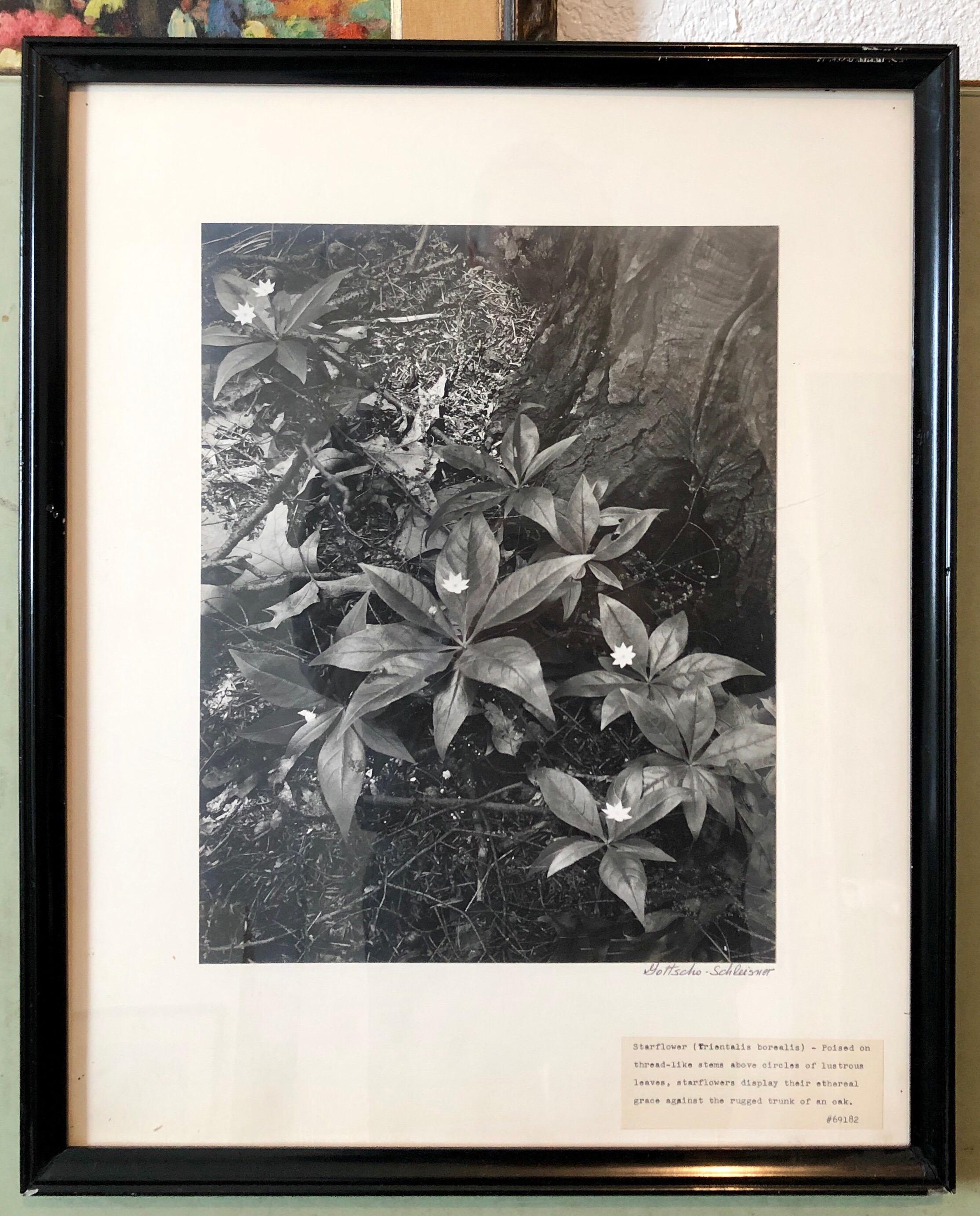 Vintage Silver Gelatin Signed Photograph Samuel Gottscho Garden Flowers Photo NY 4