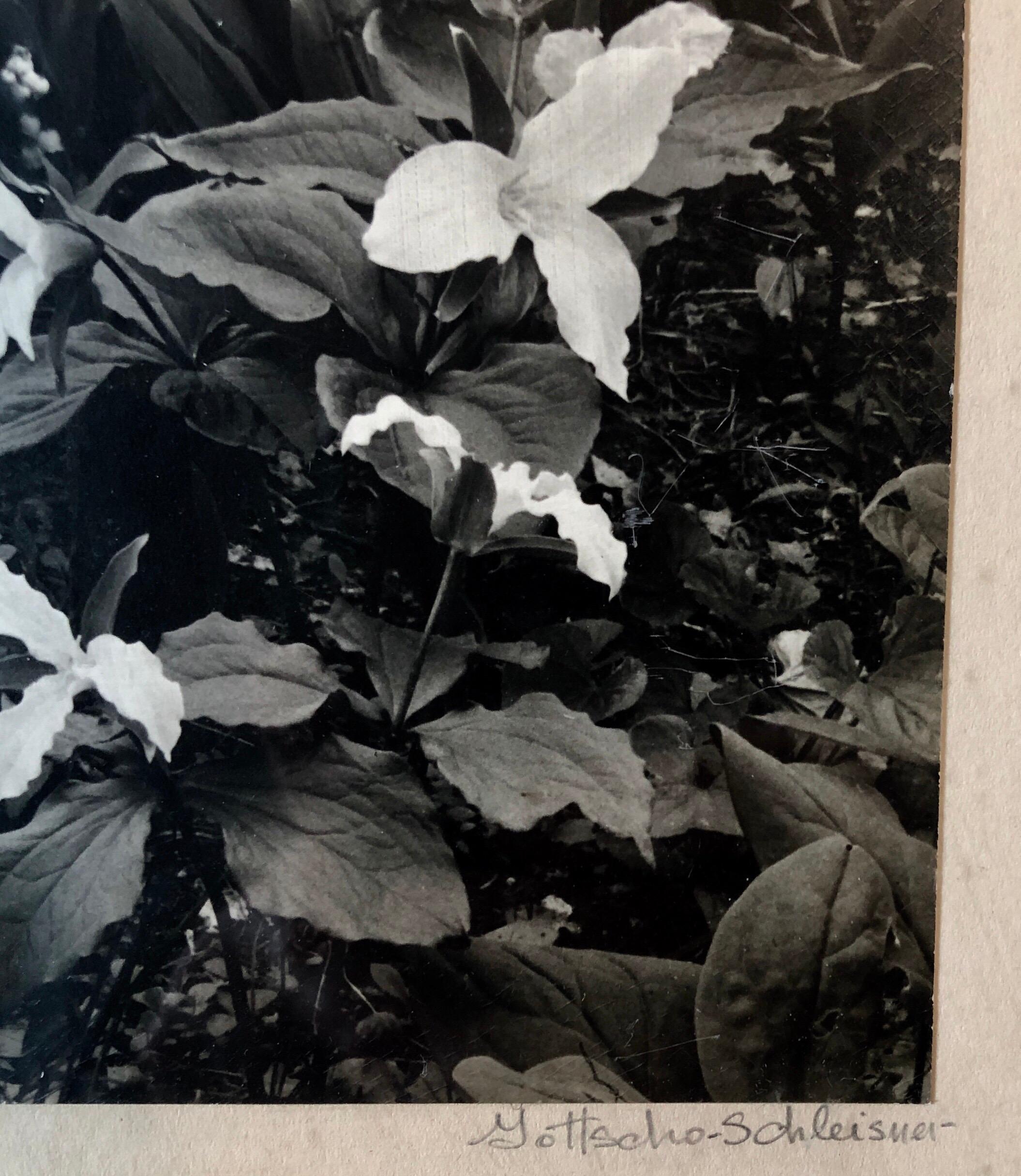 Vintage Silver Gelatin Signed Photograph Samuel Gottscho Garden Flowers Photo NY For Sale 1
