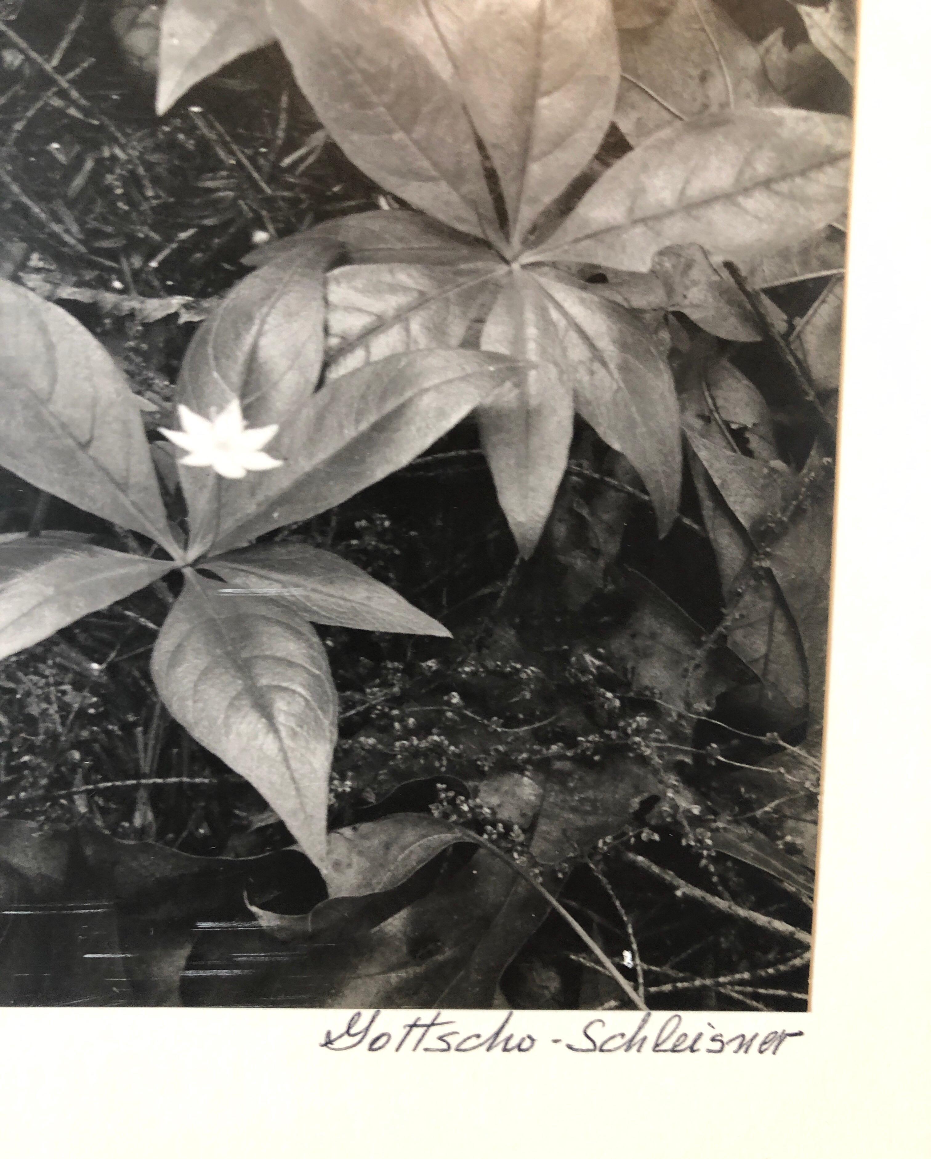 Vintage Silver Gelatin Signed Photograph Samuel Gottscho Garden Flowers Photo NY For Sale 1
