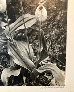 Vintage Silver Gelatin Signed Photograph Samuel Gottscho Garden Flowers Photo NY