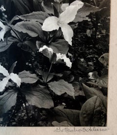 Silber-Gelatine-Fotografie, signiert Samuel Gottscho, Gartenblumen, NY