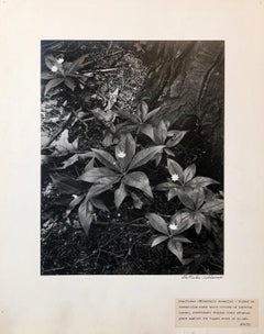 Silber-Gelatine-Fotografie, signiert Samuel Gottscho, Gartenblumen, NY