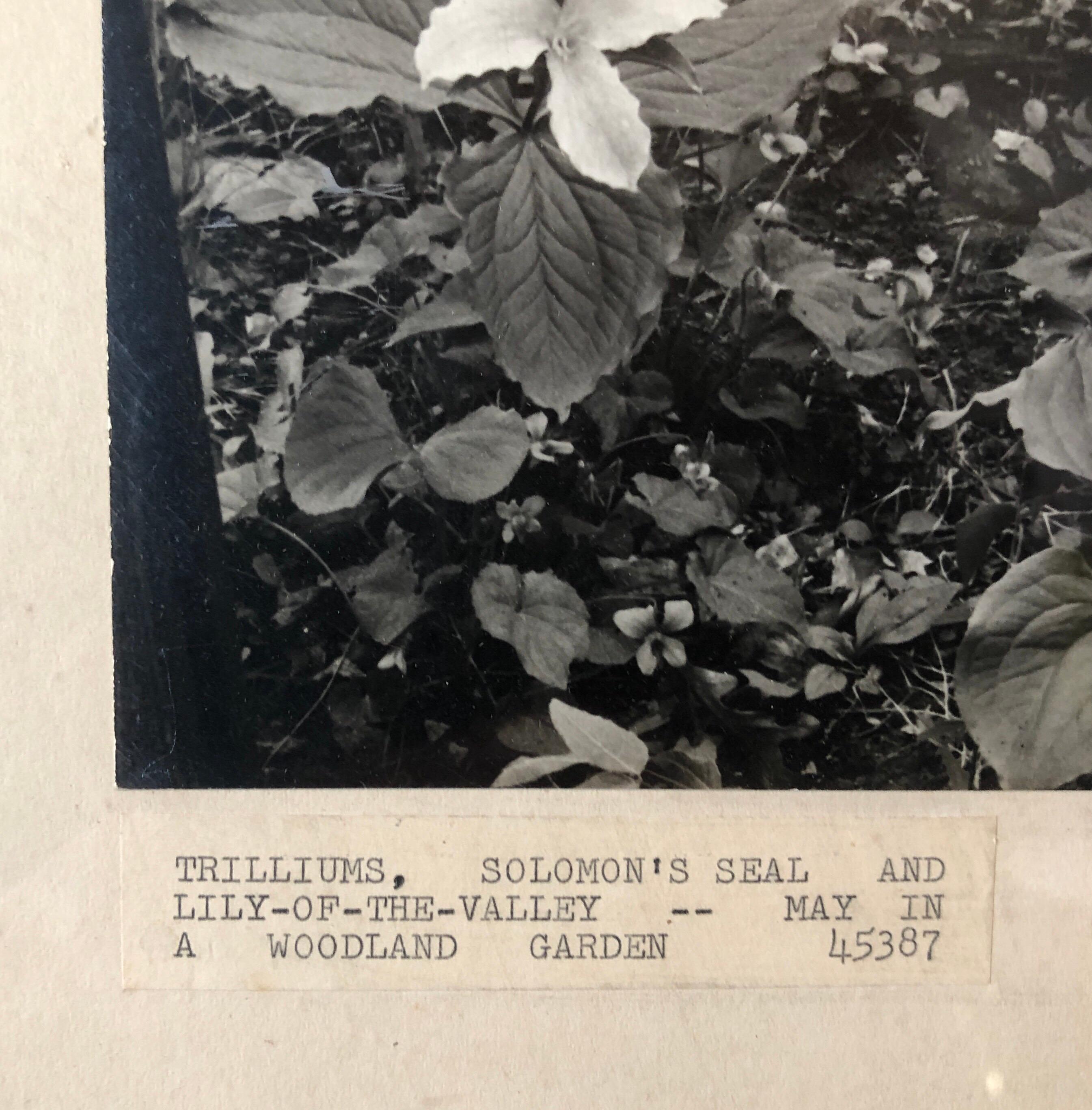 Vintage Silver Gelatin Signed Photograph Samuel Gottscho Garden Flowers Photo NY For Sale 2