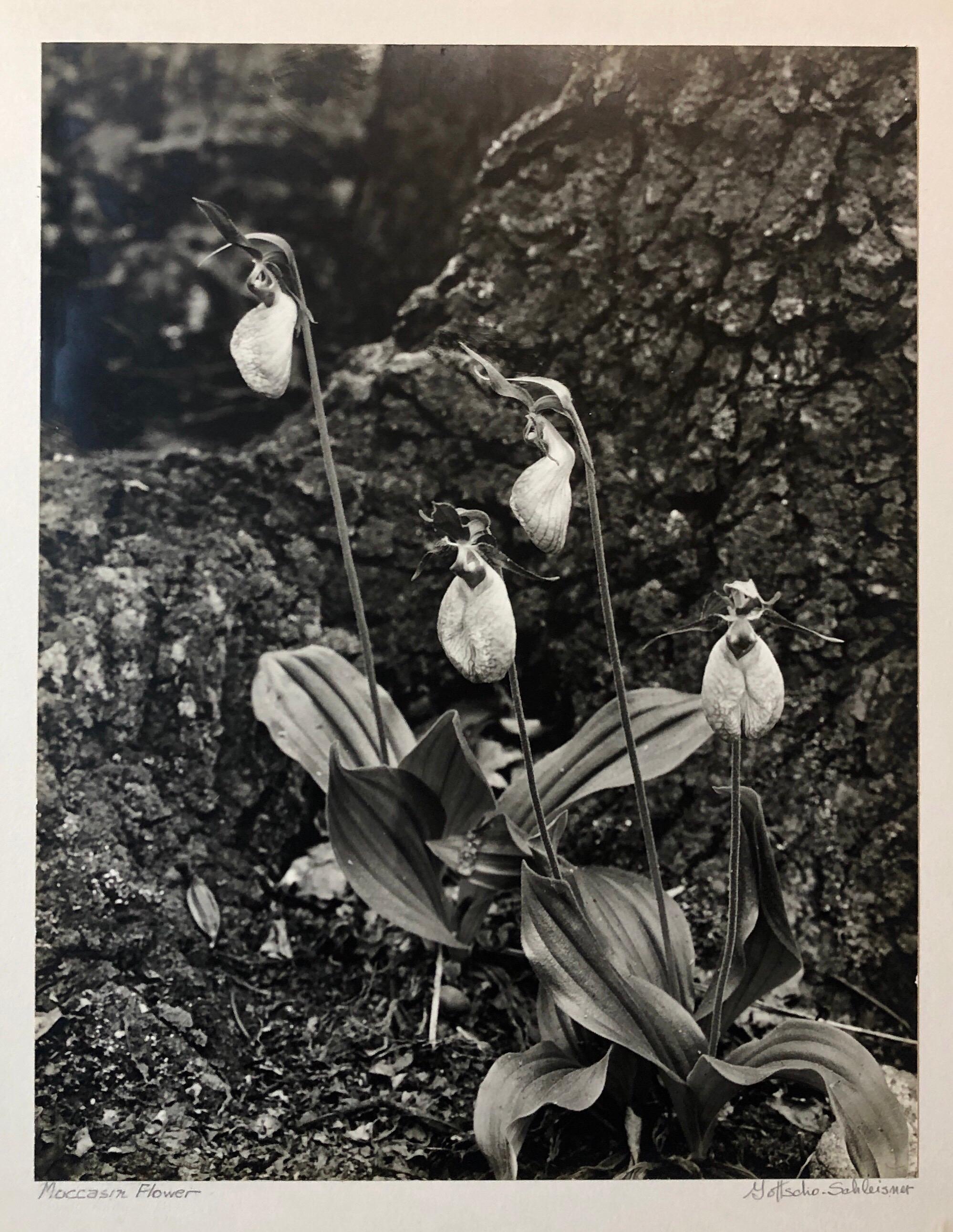 Vintage hand signed and stamp signed with the photographers stamp and numbered photo of Moccasin Flower.
Samuel Herman Gottscho (February 8, 1875 - January 28, 1971) was an American architectural, landscape, and nature photographer.
Samuel Gottscho