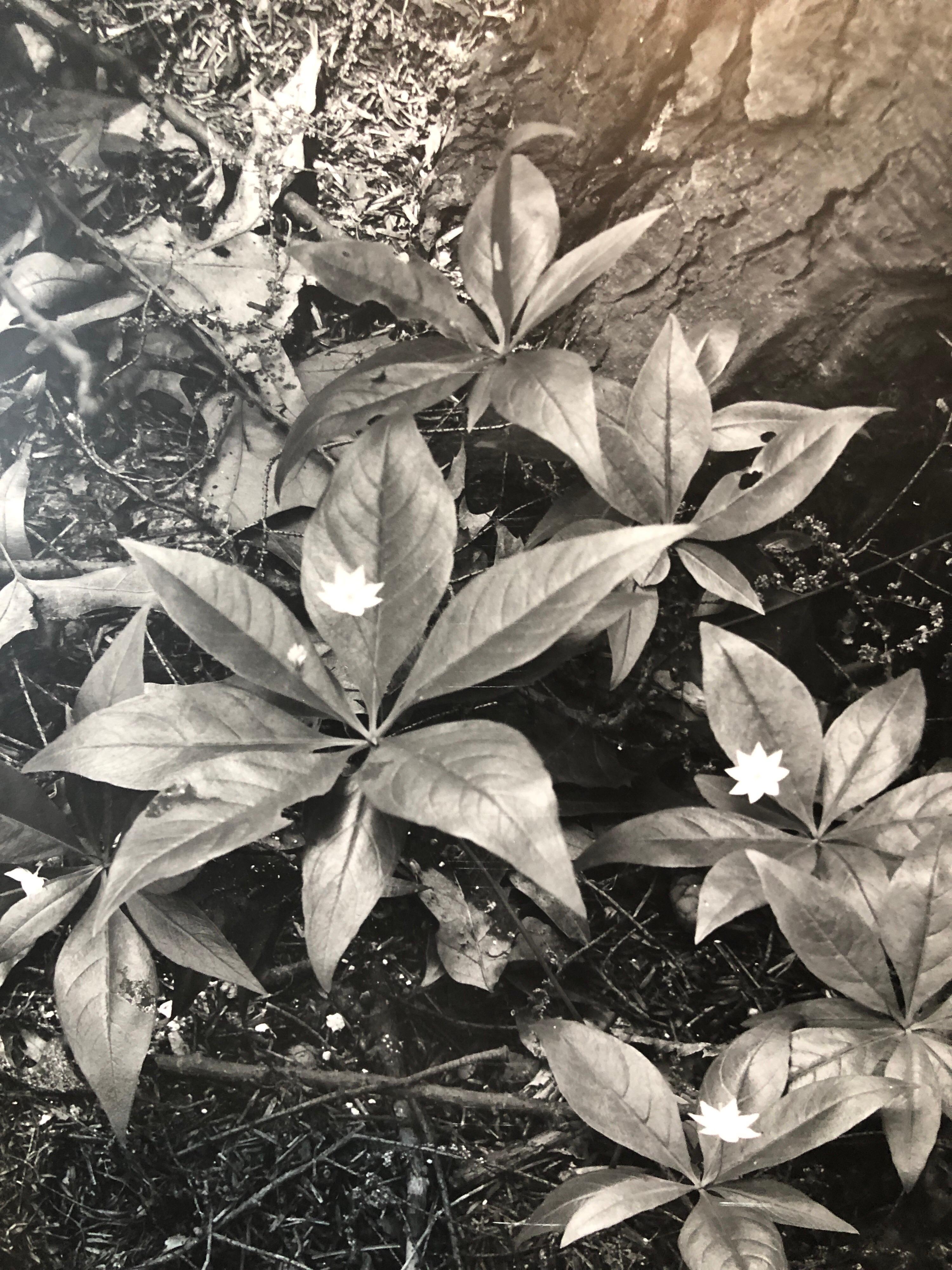 Vintage Silver Gelatin Signed Photograph Samuel Gottscho Garden Flowers Photo NY For Sale 3